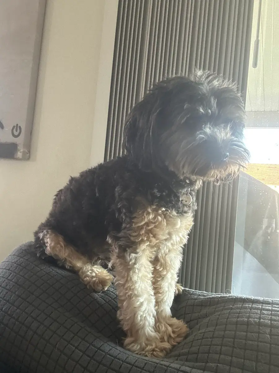 Ari