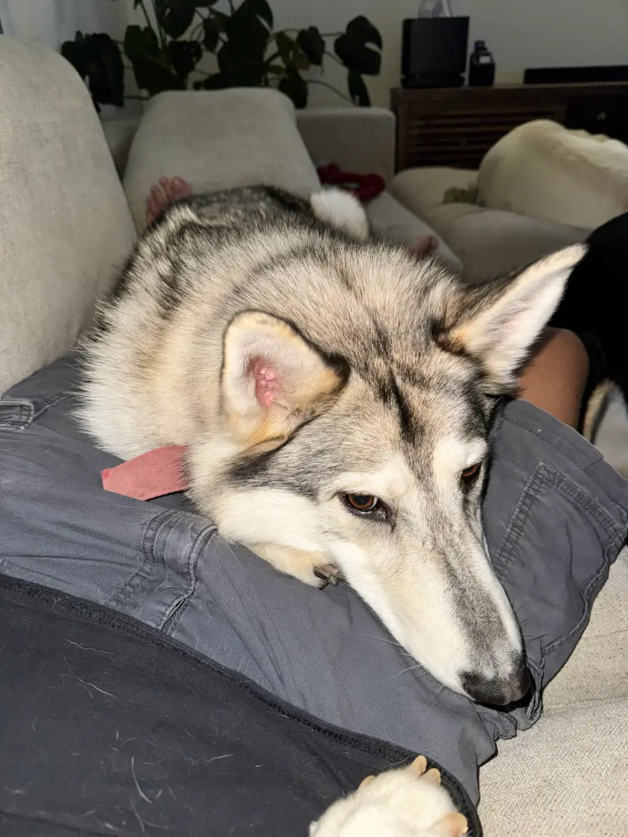 Dakota