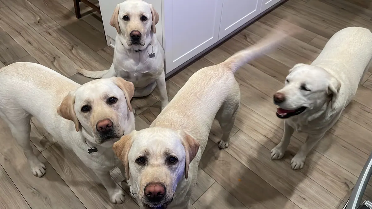 David's four yellow Labradors
