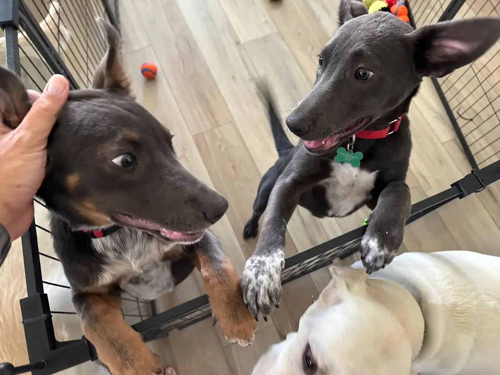 Diane and Jack as puppies, our first two fosters