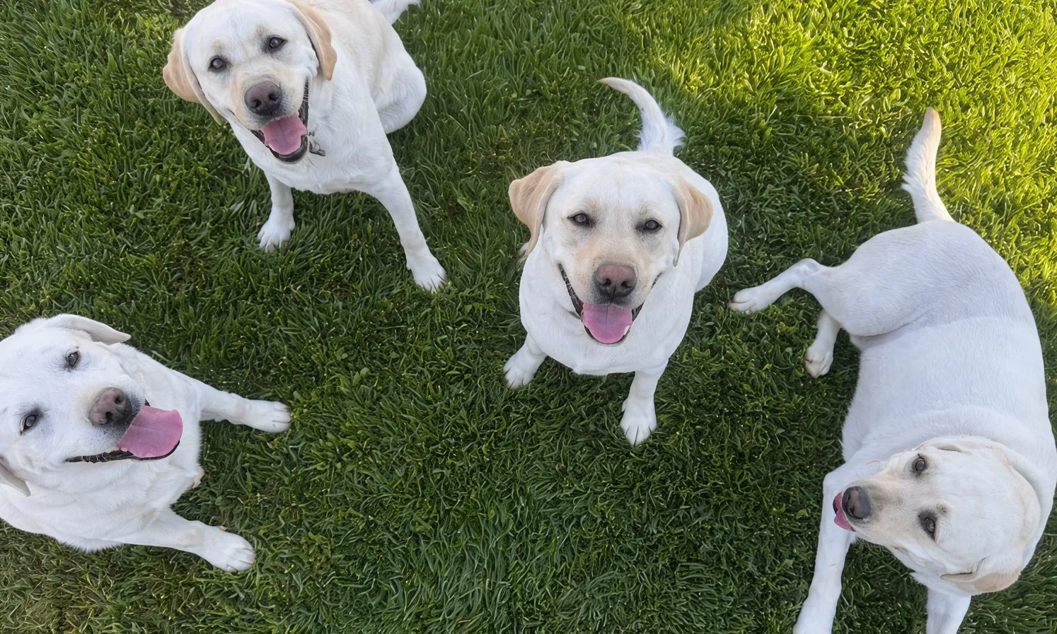 Happy rescue dogs playing in a yard