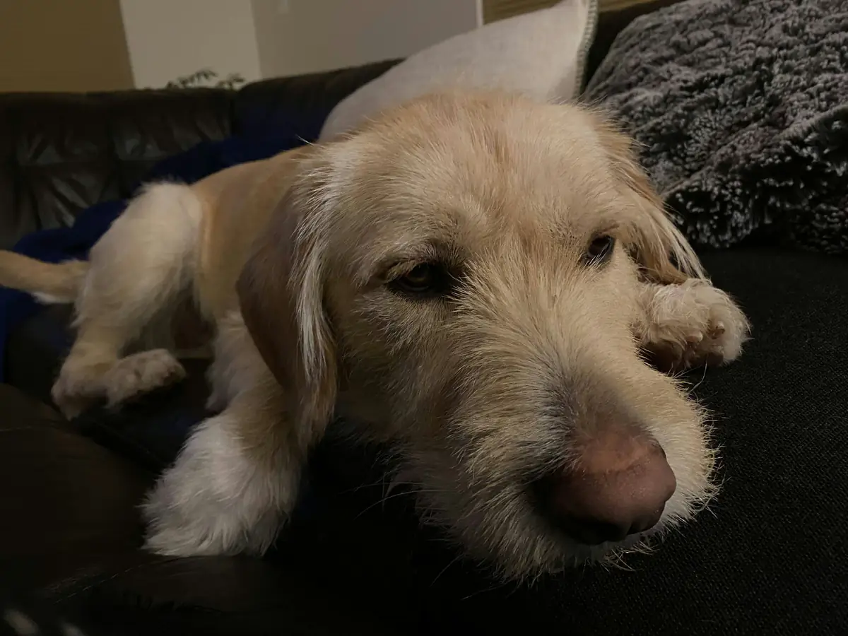 Ralphie