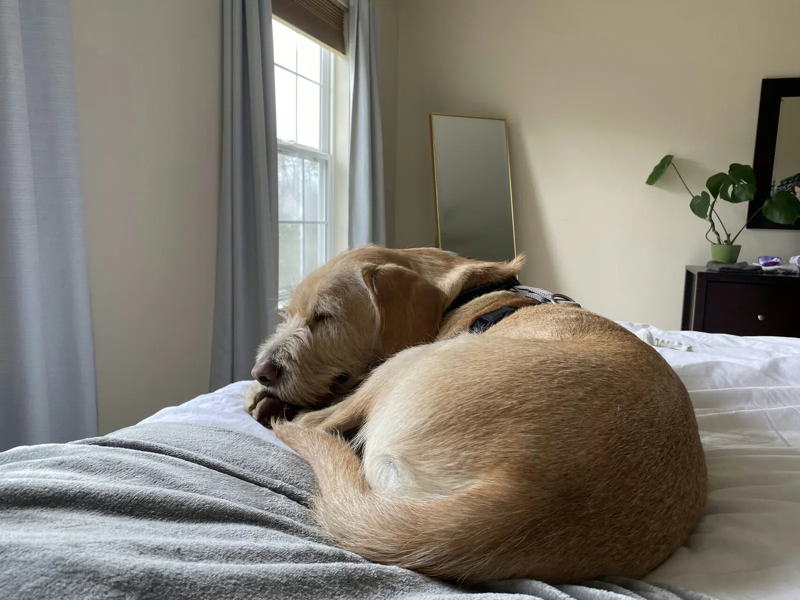 Ralphie curled up asleep on a bed